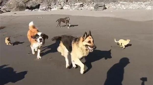 Cani salvati dai canili scoprono il mare