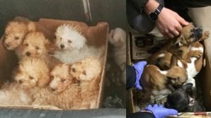 Lodi, scoperto traffico illegale di cuccioli di cane dall’Ungheria