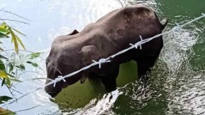 Elefantessa uccisa in India: il frutto ingerito era una trappola