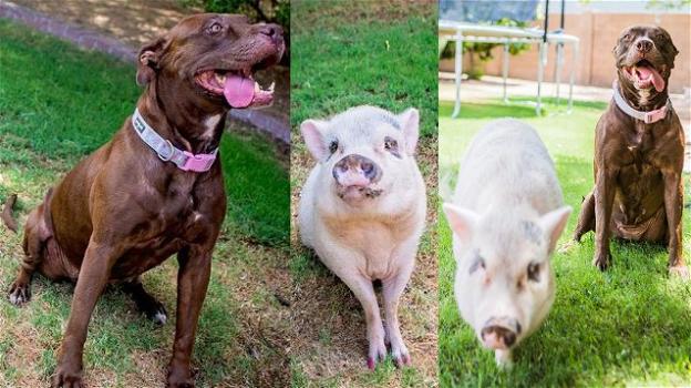 Un cane e un maiale cresciuti insieme trovano una nuova casa dopo la scomparsa del loro padrone