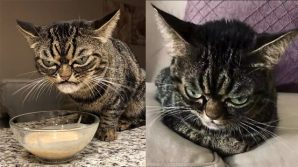 Kitzia, la gatta dallo sguardo sempre scontroso è già popolarissima