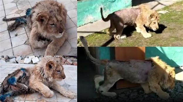 Russia, spezzano le zampe al cucciolo di leone per farlo posare con i turisti