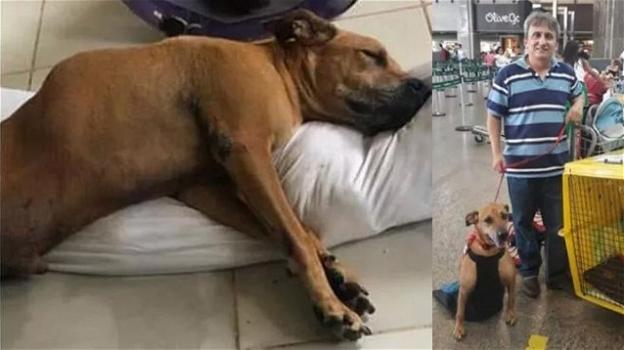 Cane mutilato in un incidente stradale: un uomo attraversa il Brasile per adottarlo