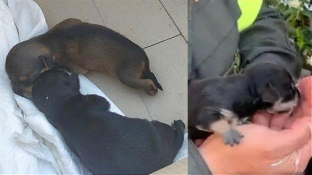 Roma, salvati tre cuccioli di cane abbandonati in un cassonetto