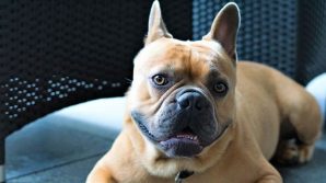 Cane lasciato in auto sotto il sole, denunciata una donna allontanatasi per ubriacarsi e drogarsi