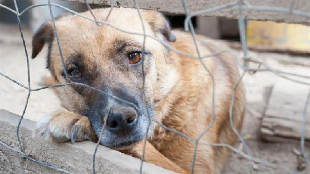 Israele, abbandoni di cani dopo il lockdown: per ogni esemplare adottato, 30 tornano nei canili