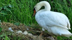 Le distruggono le uova a sassate, mamma cigno muore di crepacuore