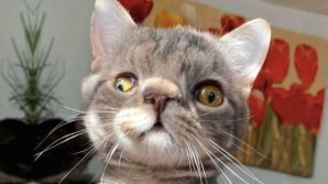 Gatto dal muso insolito trova un amico speciale come lui