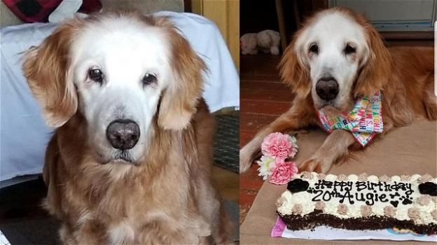 Il cane Augie ha compiuto 20 anni, è il Golden Retriever più vecchio della storia
