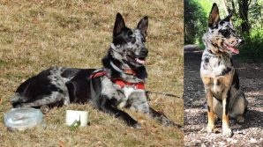 Il cane delle Alpi Apuane è diventata una razza ufficialmente riconosciuta