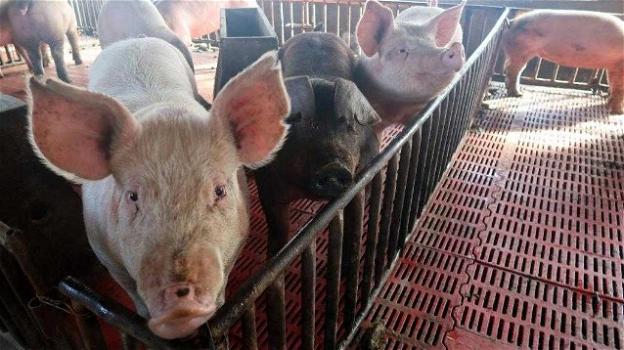 Cina, scoperto nuovo virus nei maiali: potrebbe causare una nuova pandemia