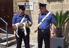 Lancia il cane dal finestrino, denunciato 69enne nel Tarantino