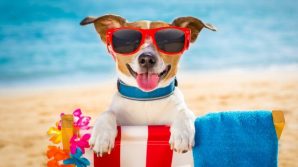 Cani e vacanze, le dritte per vivere le ferie in armonia con i propri animali