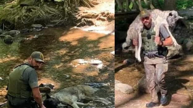 Cane rischia la morte per disidratazione, salvato da un ranger