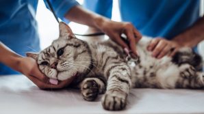 Arezzo, gatto ucciso da Lyssavirus: controlli in tutte le colonie feline della zona