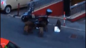 Genova, cinghiali rubano le pizze a un fattorino