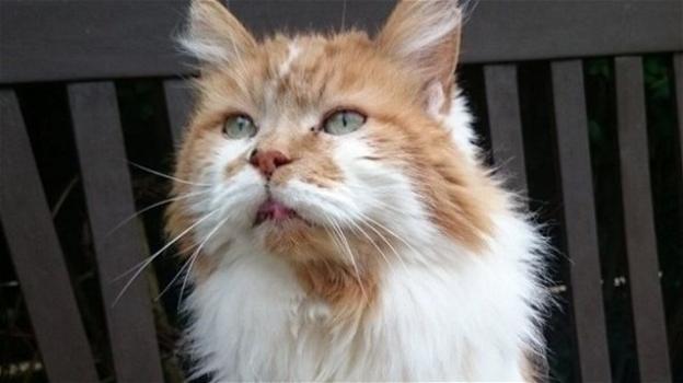 Rubble, il gatto più vecchio del mondo muore a 32 anni