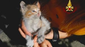 Gatto viaggia per 2 giorni e 40 chilometri nel paraurti di un’auto prima di essere salvato dai pompieri