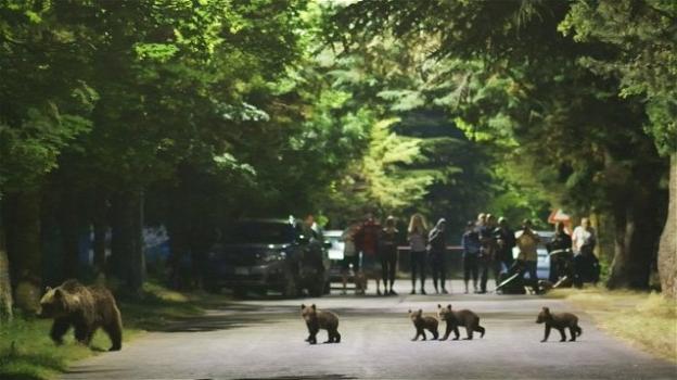 Abruzzo, famiglia di orsi attraversa la strada a Villalago