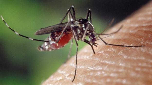 Coronavirus: le zanzare non trasmettono il virus, ma manca il controllo