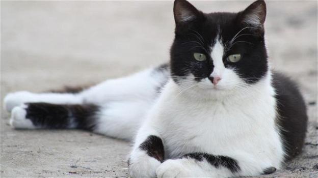 Dopo 12 anni ritrovano il gatto che era fuggito durante il trasloco