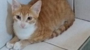 Pupi, il gatto-migrante in quarantena dopo lo sbarco a Lampedusa