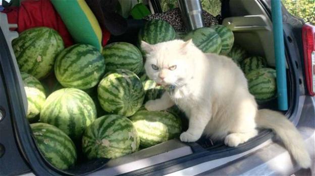 Un gatto protegge le sue angurie utilizzando il suo sguardo minaccioso, le foto diventano virali