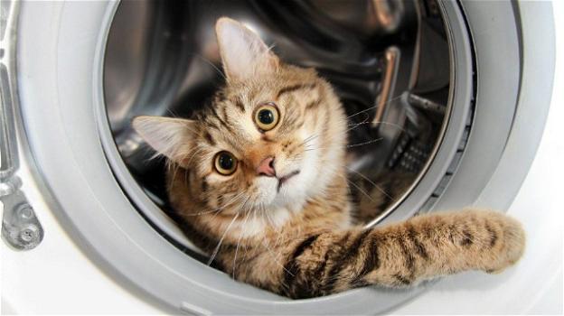 Oscar, il gatto finito per errore in lavatrice e salvato tempestivamente: oggi si siede e osserva i cicli di lavaggio