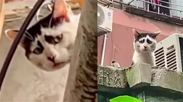 Il gatto più triste del mondo vive a Shangai