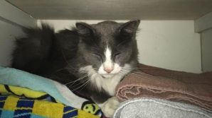Admiral, il gatto che durante la quarantena rubava la biancheria dei vicini