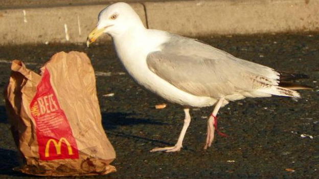 Morde un gabbiano perché voleva rubargli l’hamburger: arrestato