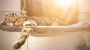 Caldo, i rimedi per il nostro amico felino