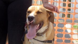 Cane chiuso in gabbia senza cibo né acqua, salvato dai vicini di casa