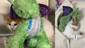 Gatto rimasto orfano trova un’insolita guardia del corpo, un drago di pezza