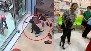 Cane smarrito riconosce la clinica in cui la sua proprietaria l’aveva portato