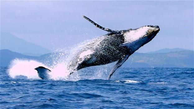 Le balene del Nord Atlantico sono ufficialmente ad un passo dall’estinzione