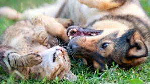 Felicità: anche cani e gatti possono essere felici?