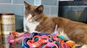 Bristol, gatto torna a casa quotidianamente con occhialini da nuoto: è mistero sulla provenienza