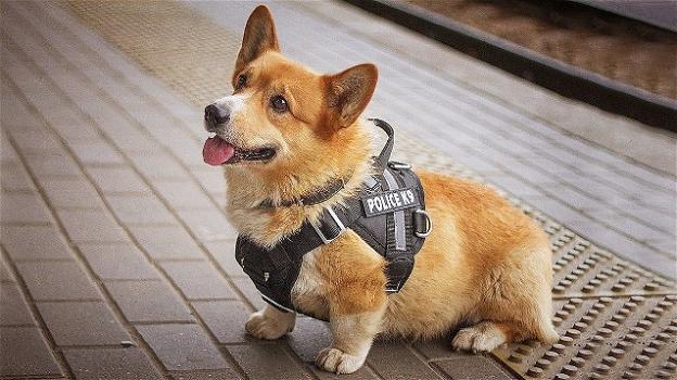 Redhead, il cane poliziotto speciale dalle zampe corte