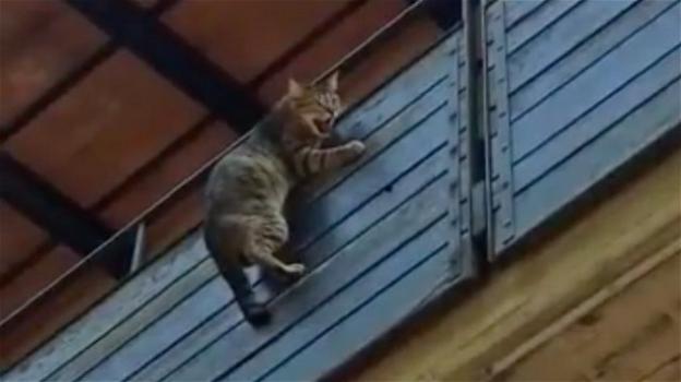 Varese, gatto appeso sul balcone: provvidenziale l’intervento dei vigili del fuoco