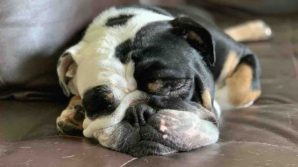 Cane muore chiuso in automobile, denunciati i proprietari