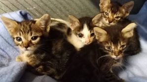 Ancona, gatti in stato di abbandono. Parte la denuncia