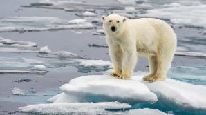 Gli orsi bianchi potranno estinguersi entro il 2100