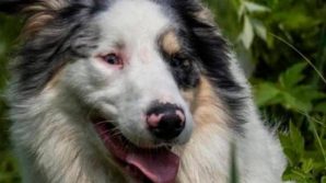 Adotta un cane, ma lo fa sopprimere dopo due settimane: abbaiava in continuazione