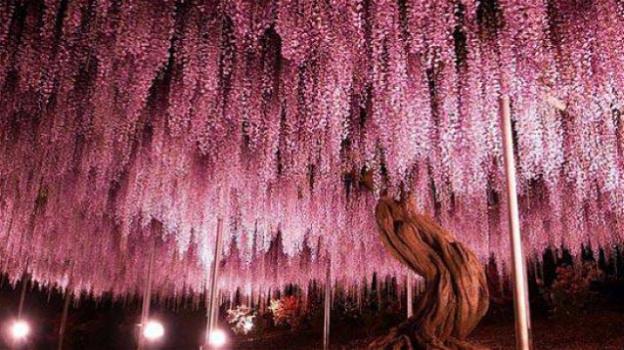 Giappone, un glicine di 144 anni che assomiglia a un cielo rosa