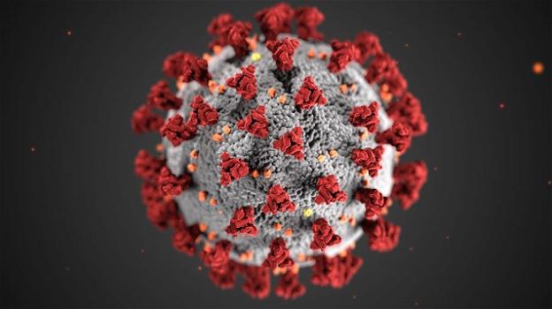 Coronavirus, individuato il meccanismo d’azione