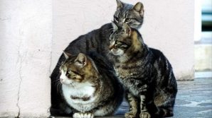 Crema, un’intera colonia di gatti è stata sfrattata. La denuncia della donna che se ne occupava: