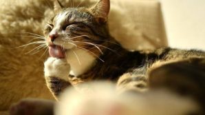 Inghilterra, gatto domestico positivo al Coronavirus: si tratta del primo caso accertato