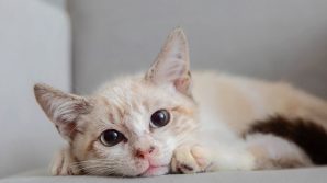 Los Angeles, l’amicizia speciale dei due gatti senza zampe