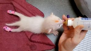 Gatto con malformazione torna a camminare con delle stecche speciali